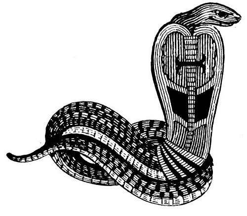 cobra