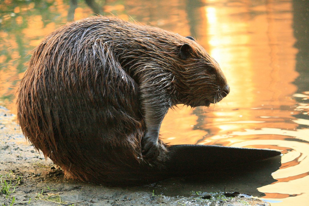 Michigan beaver