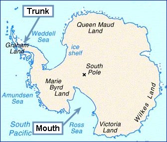 Antarctic elephant