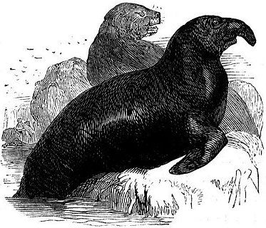 Elephant seals