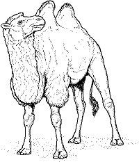 Camel