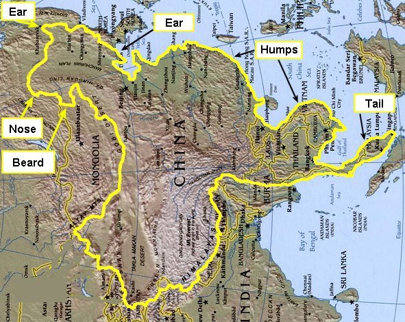 The Oriental camel