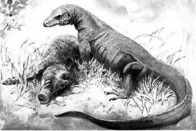 Komodo Dragon with prey