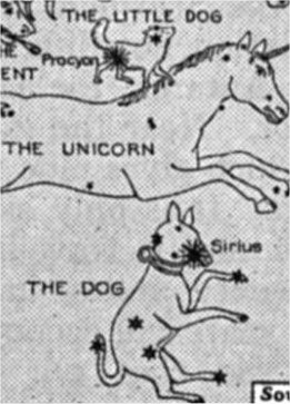 The Dogs