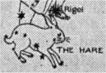Hare
