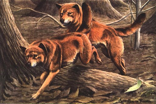 Dingos