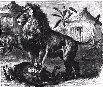 A lion over his prey