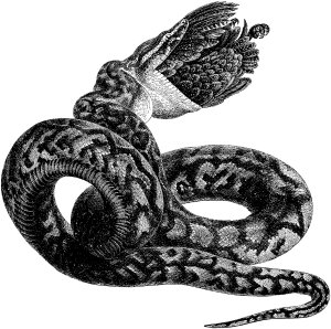 Snake swallowing a bird