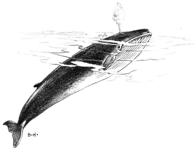 Whale