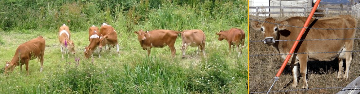 Guernsey and Jersey cattle