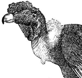Condor