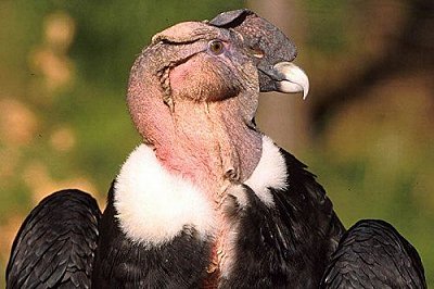 Andean Condor