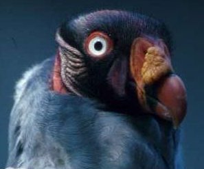King Vulture