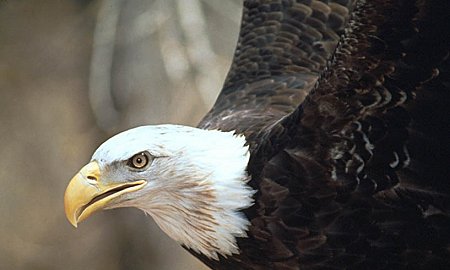 Bald Eagle