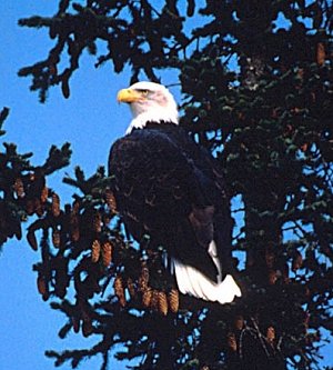 Bald Eagle