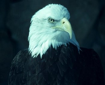 Bald Eagle - a bird with attitude
