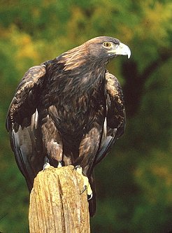 Golden Eagle
