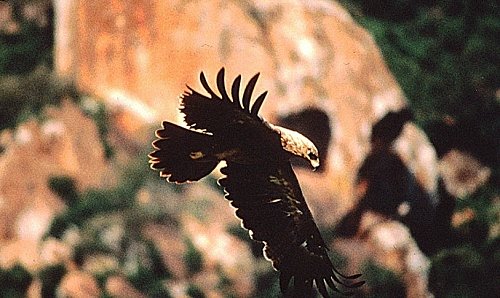 Tawny Eagle