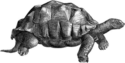 Diamondback Terrapin
