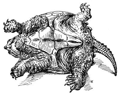 Snapping Turtle upside down
