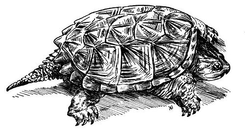 Snapping Turtle