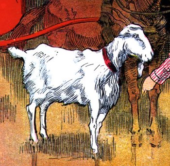 Billy goat