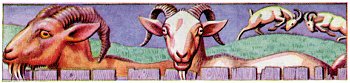 Goats