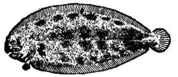 Flounder
