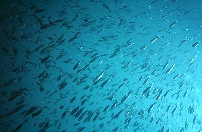 School of fishes