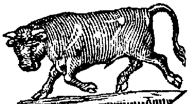 Bull
