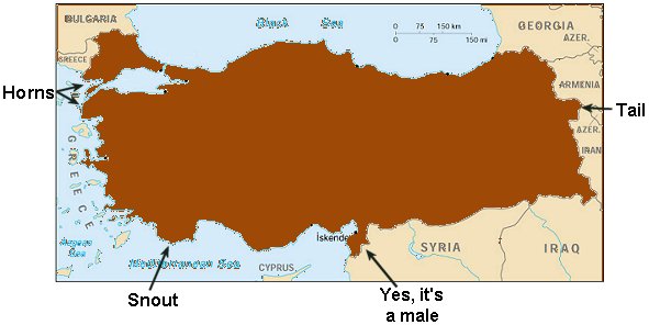 Turkey is an ox