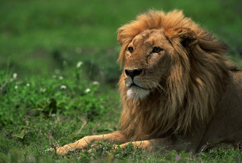 lion