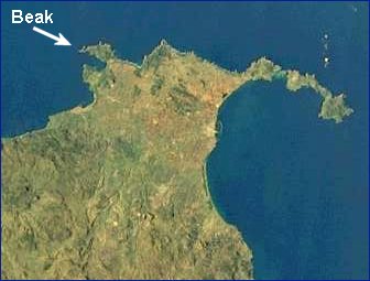 Corsican eagle