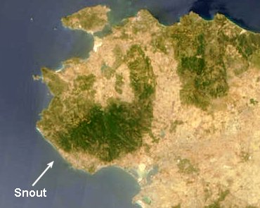 The ox of Sardinia